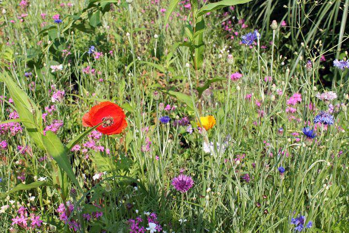 Pinehills, Plymouth — association common area in the green season