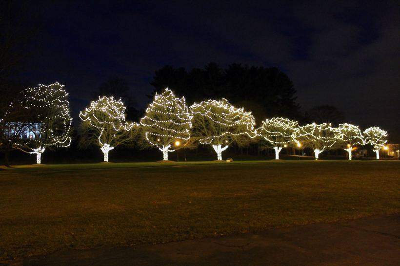 Holiday tree wrapping on a lawn