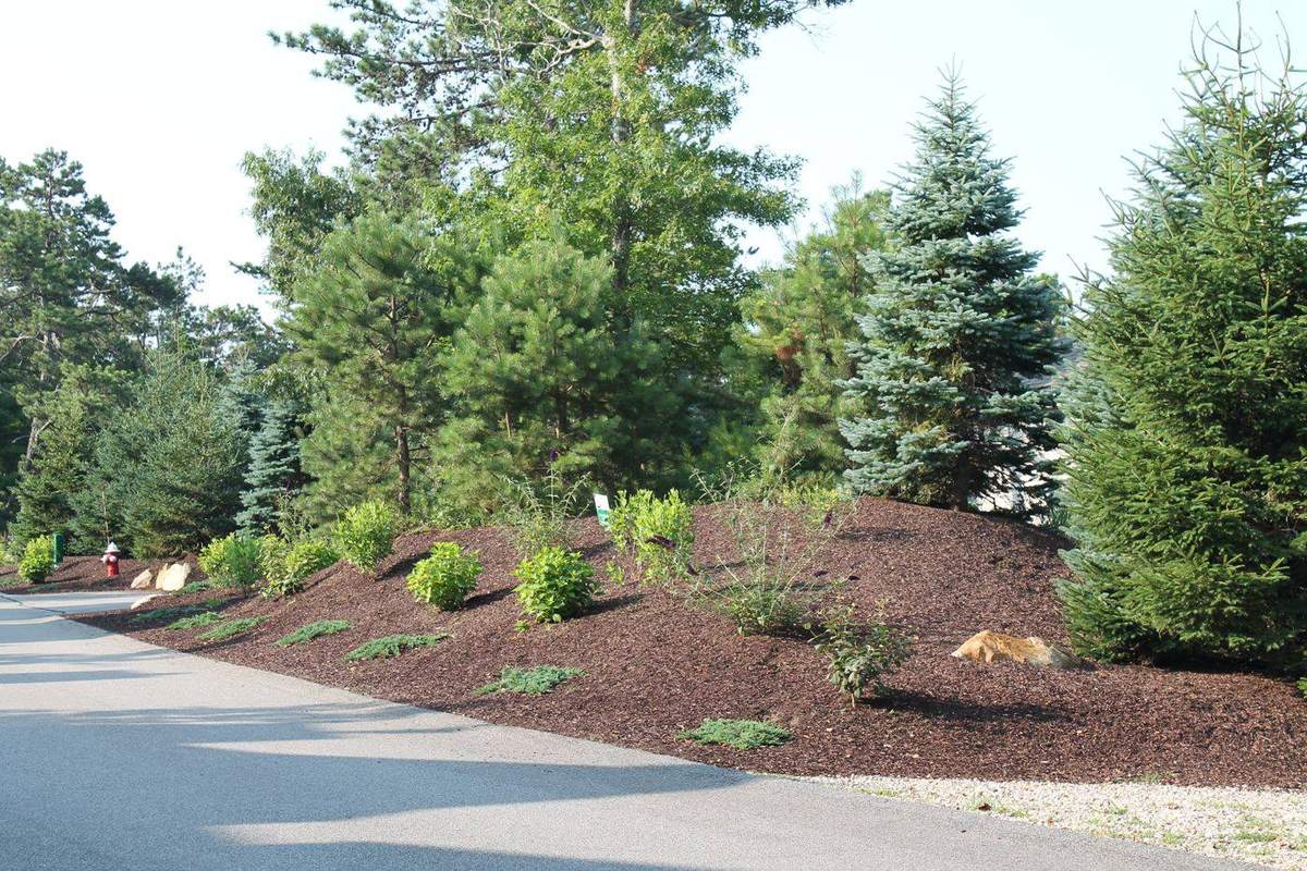 Before — Pinehills · Wildflower Restoration