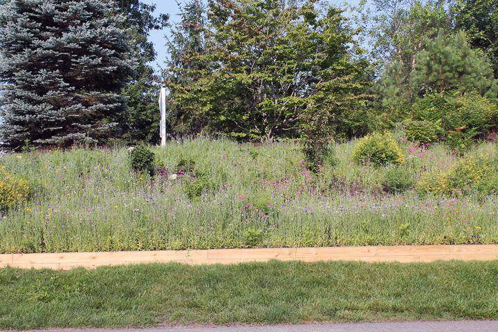 Pinehills, Plymouth — seasonal wildflower color