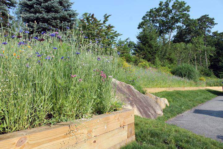 Pinehills, Plymouth — roadway wildflower plantings